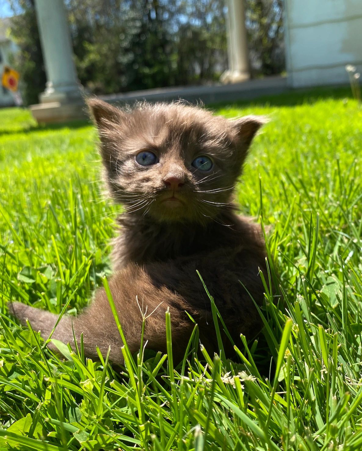 Cocoa Kitties Cat Rescue, Adopt Cats and Kittens